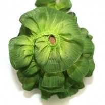 카키/연카키 융착오간디투톤(잔주름레이스)